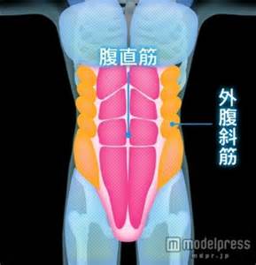 腹直筋