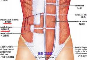 腹横筋